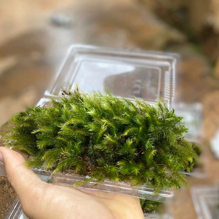 Squirrel Moss Terrarium Decor - กล่อง 500 มล ภาพที่ 4