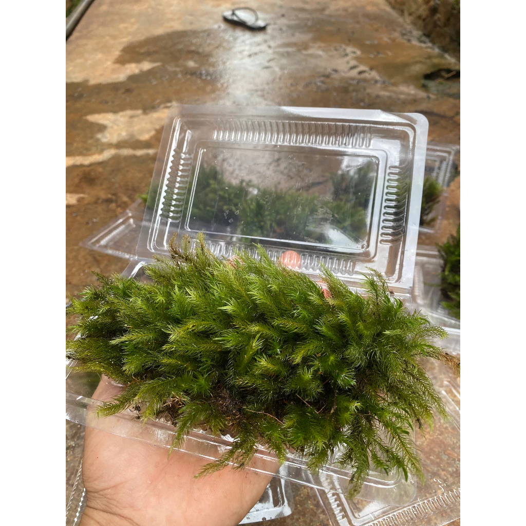Squirrel Moss Terrarium Decor - กล่อง 500 มล ภาพที่ 5