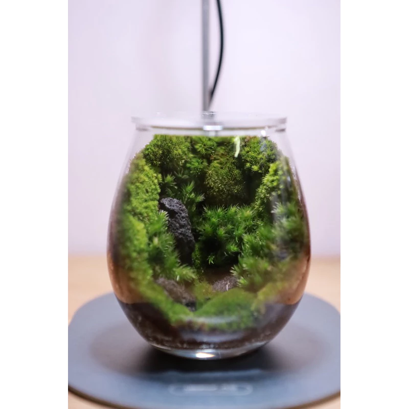 Terrariumสวนขวดแก้ว สวนมอส. ภาพที่ 2