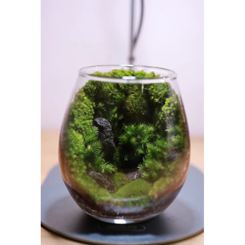 Terrariumสวนขวดแก้ว สวนมอส. ภาพที่ 3