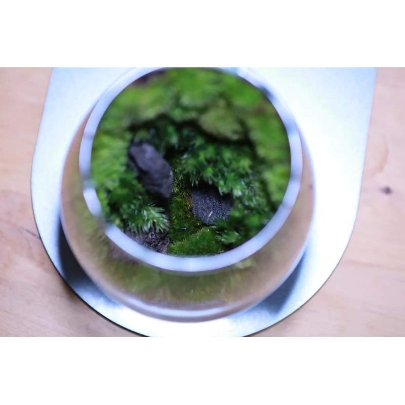 Terrariumสวนขวดแก้ว สวนมอส. ภาพที่ 4