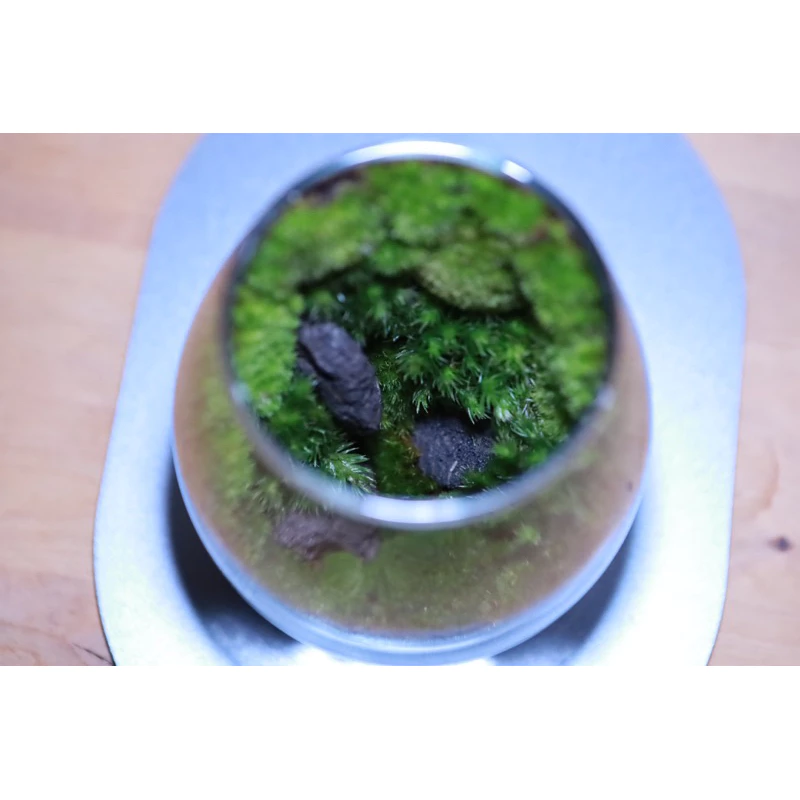 Terrariumสวนขวดแก้ว สวนมอส. ภาพที่ 5
