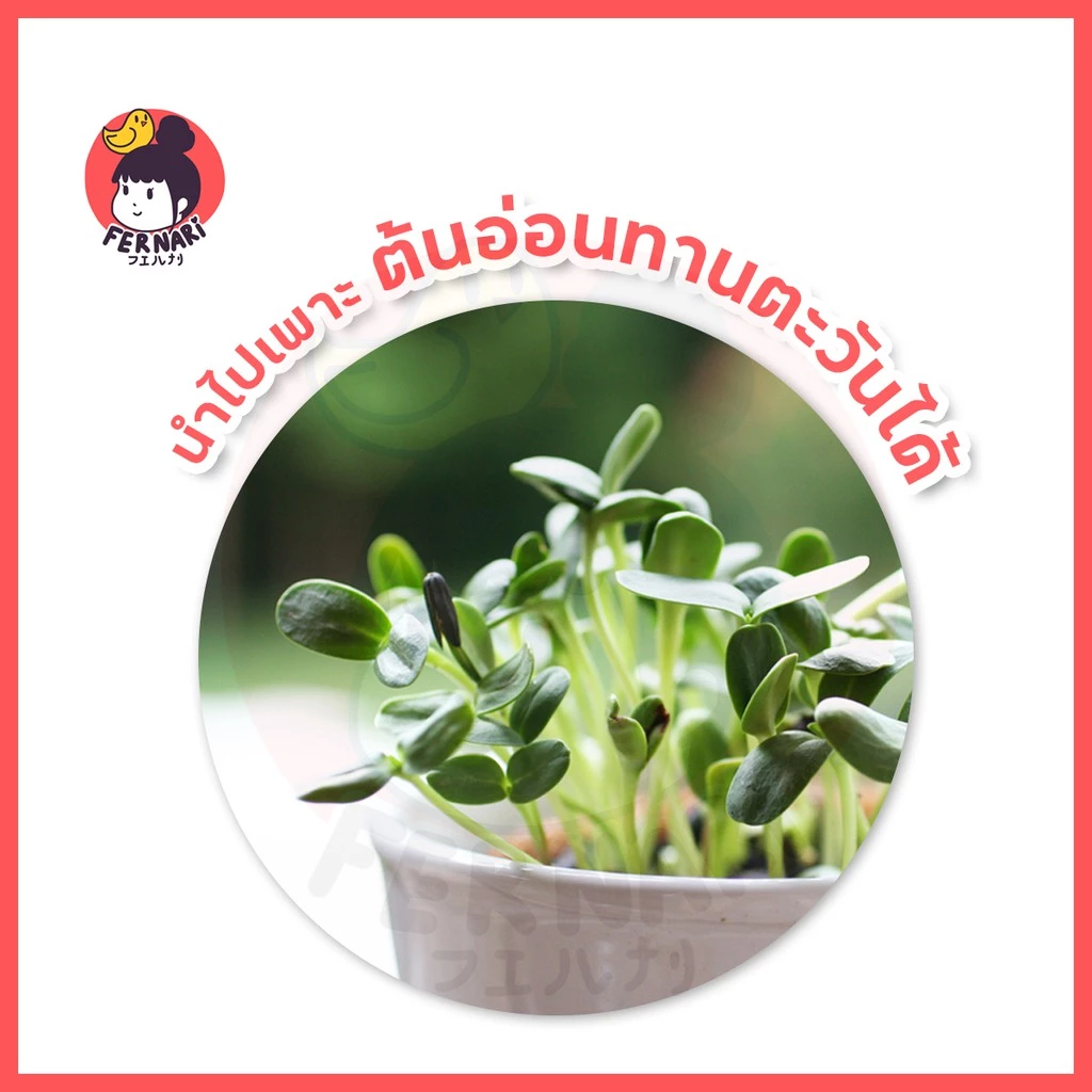 ทานตะวันขาวลาย อาหารนกแก้ว อาหารนกธัญพืช ปริมาณ 500 gอาหารนก อาหารนกและอาหารเสริม นกแก้ว สัตว์ เพาะต้นอ่อนทานตะวัน ภาพที่ 3