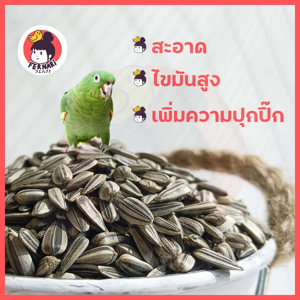 ทานตะวันขาวลาย อาหารนกแก้ว อาหารนกธัญพืช ปริมาณ 500 gอาหารนก อาหารนกและอาหารเสริม นกแก้ว สัตว์ เพาะต้นอ่อนทานตะวัน ภาพที่ 4