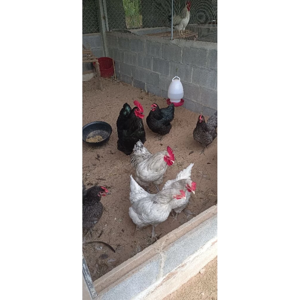 ไข่เชื้อไก่ไข่ออสตราลอปราชินีไข่ดก(สายพันธุ์เเท้) รับประกันเเตก100% 10เเถม3 ภาพที่ 2