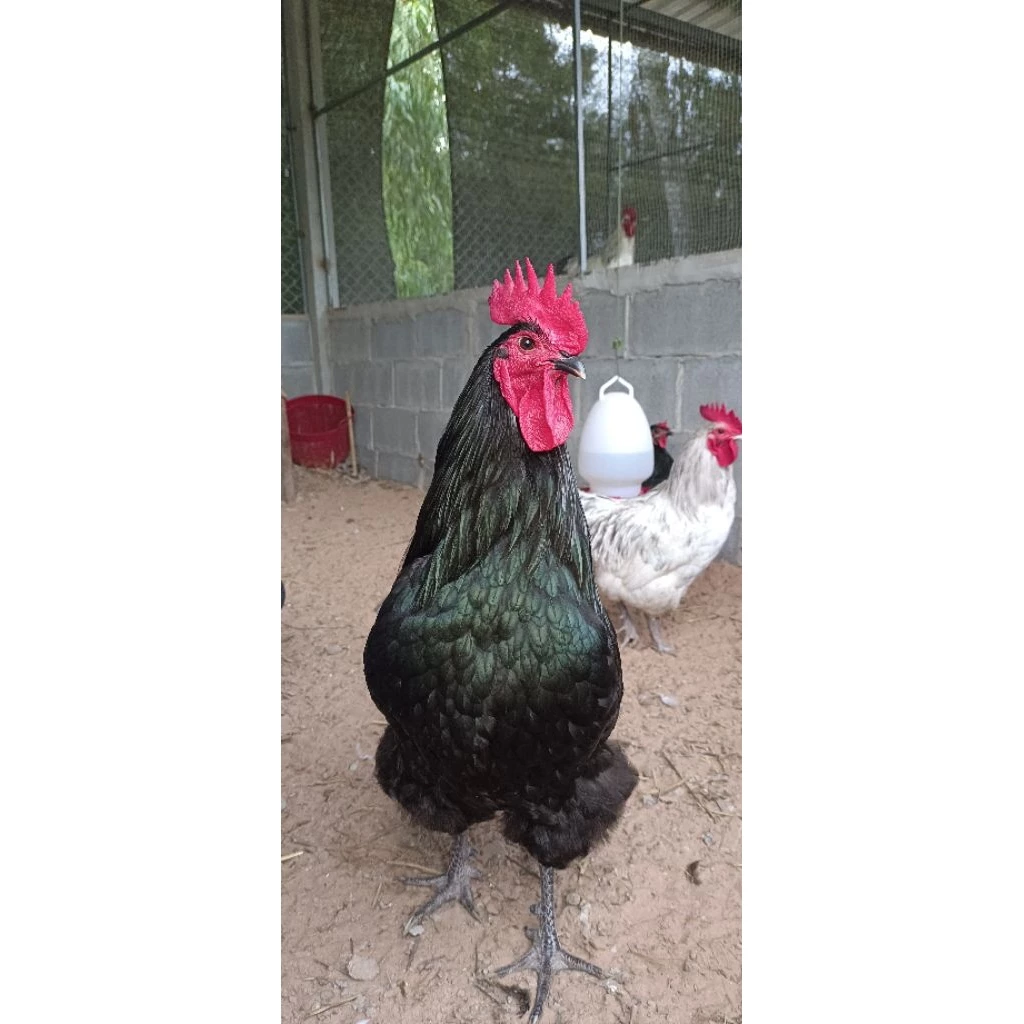 ไข่เชื้อไก่ไข่ออสตราลอปราชินีไข่ดก(สายพันธุ์เเท้) รับประกันเเตก100% 10เเถม3 ภาพที่ 3