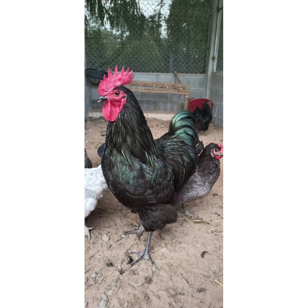 ไข่เชื้อไก่ไข่ออสตราลอปราชินีไข่ดก(สายพันธุ์เเท้) รับประกันเเตก100% 10เเถม3 ภาพที่ 4