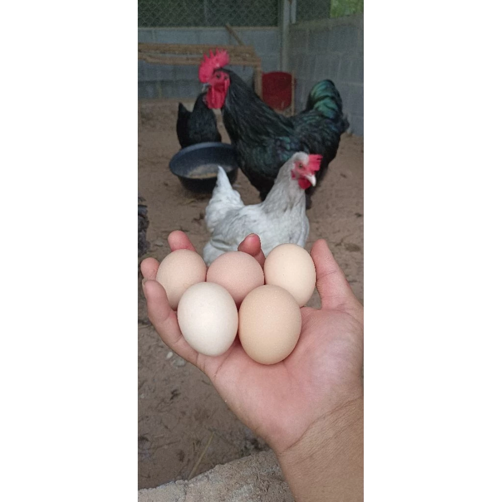 ไข่เชื้อไก่ไข่ออสตราลอปราชินีไข่ดก(สายพันธุ์เเท้) รับประกันเเตก100% 10เเถม3 ภาพที่ 5