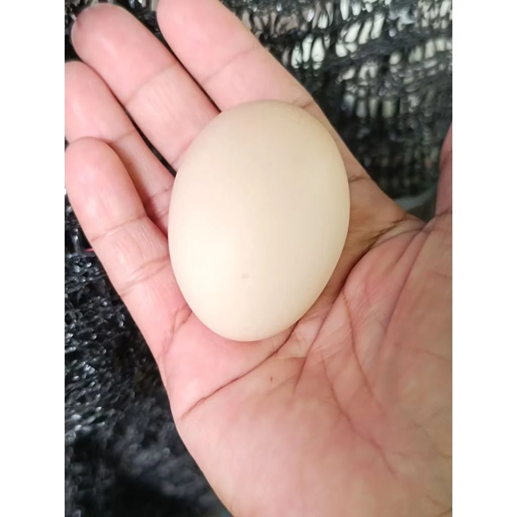 ไข่เชื้อไก่ไข่ชัชเชค สีไลท์ สีโคโรเนชั่น คละ2สี ประกันแตก100%ประกันเชื้อ50% 5แถม1 ภาพที่ 2