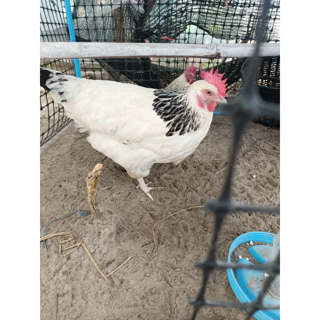 ไข่เชื้อไก่ไข่ชัชเชค สีไลท์ สีโคโรเนชั่น คละ2สี ประกันแตก100%ประกันเชื้อ50% 5แถม1 ภาพที่ 3