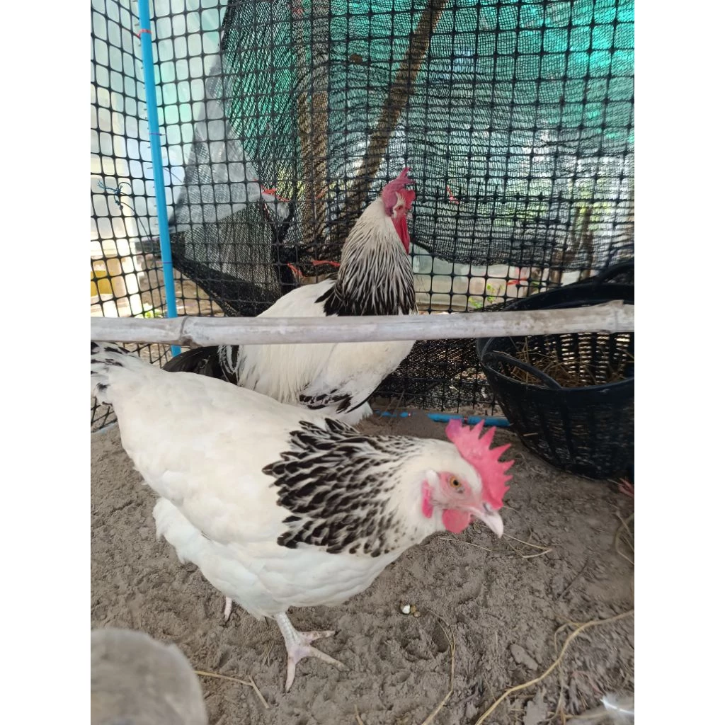 ไข่เชื้อไก่ไข่ชัชเชค สีไลท์ สีโคโรเนชั่น คละ2สี ประกันแตก100%ประกันเชื้อ50% 5แถม1 ภาพที่ 4