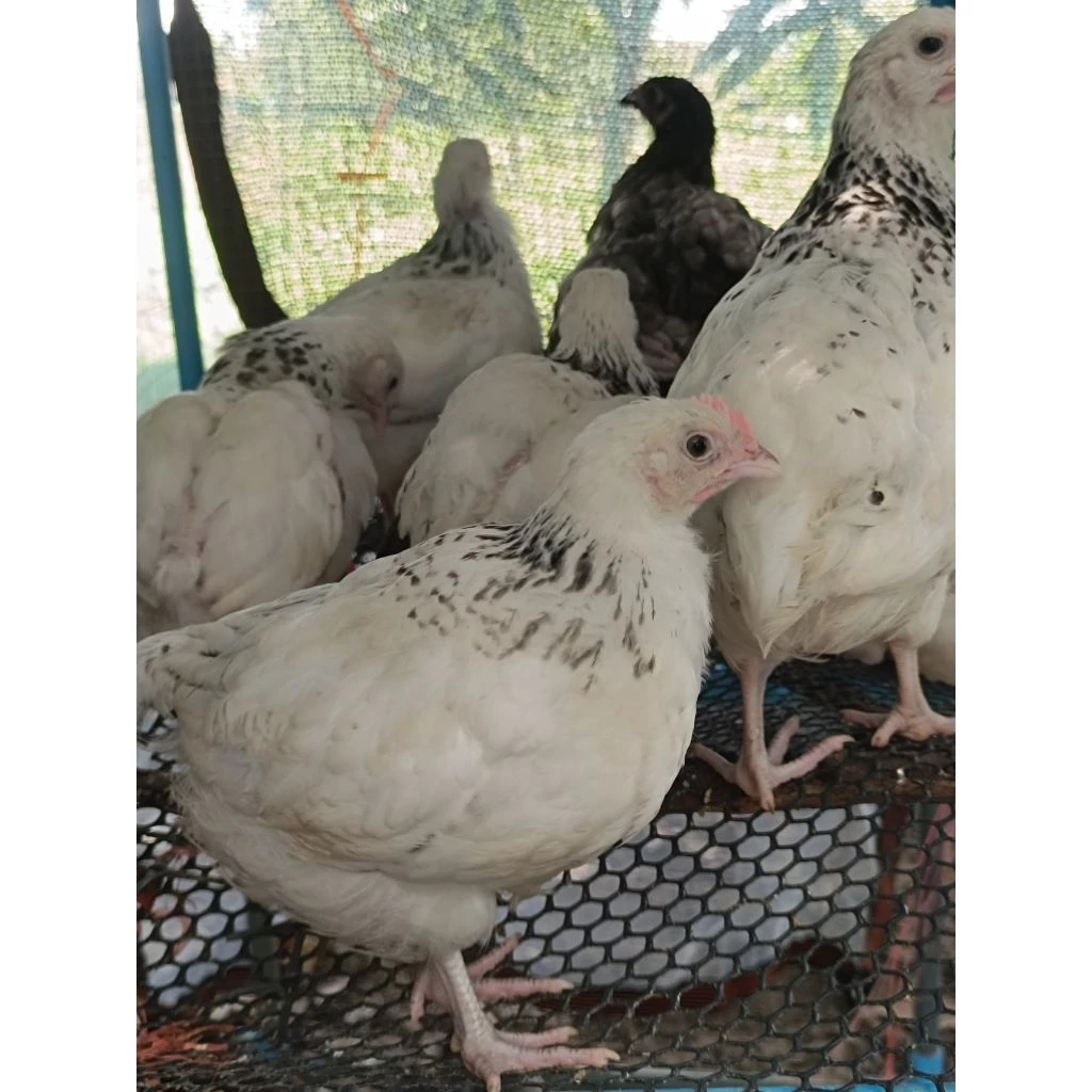 ไข่เชื้อไก่ไข่ชัชเชค สีไลท์ สีโคโรเนชั่น คละ2สี ประกันแตก100%ประกันเชื้อ50% 5แถม1 ภาพที่ 5
