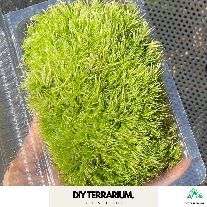 การตกแต่ง Leucobryum Gigantum Terrarium ภาพที่ 2