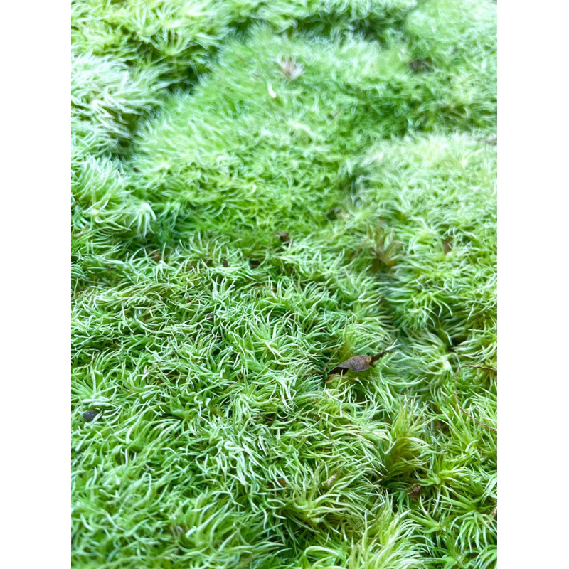 การตกแต่ง Leucobryum Gigantum Terrarium ภาพที่ 3