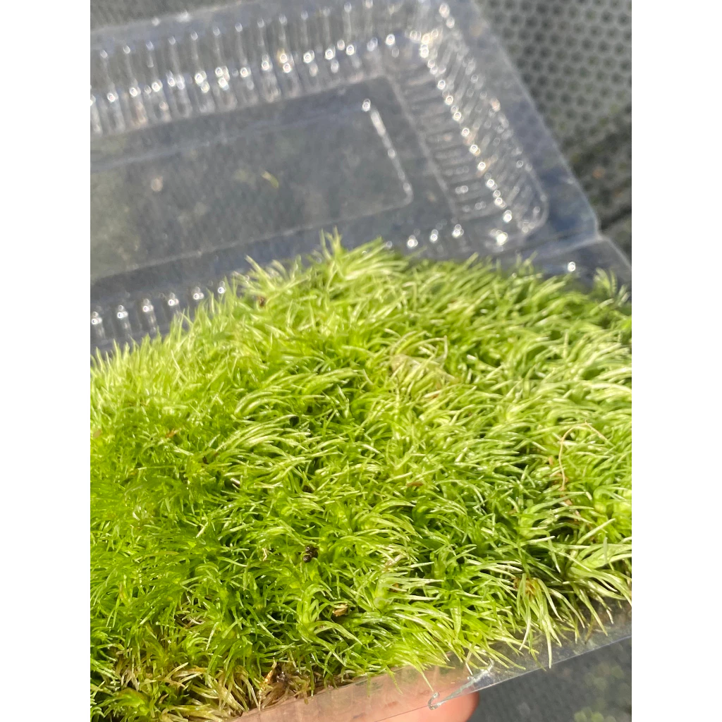 การตกแต่ง Leucobryum Gigantum Terrarium ภาพที่ 5