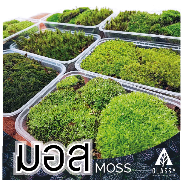 มอสสด พร้อมส่งหลายชนิด Moss จัดสวนขวด จัดตู้ชื้นน้ำตก ตู้ไม้น้ำ Terrarium มอสสดสะอาด ภาพที่ 2