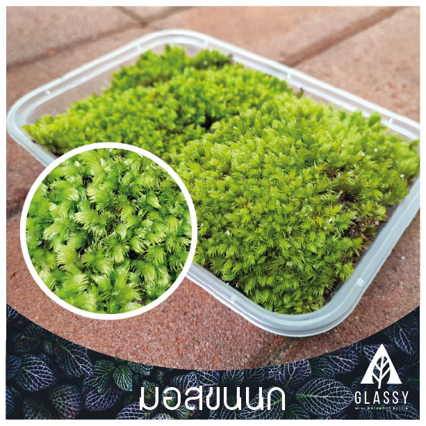 มอสสด พร้อมส่งหลายชนิด Moss จัดสวนขวด จัดตู้ชื้นน้ำตก ตู้ไม้น้ำ Terrarium มอสสดสะอาด ภาพที่ 5