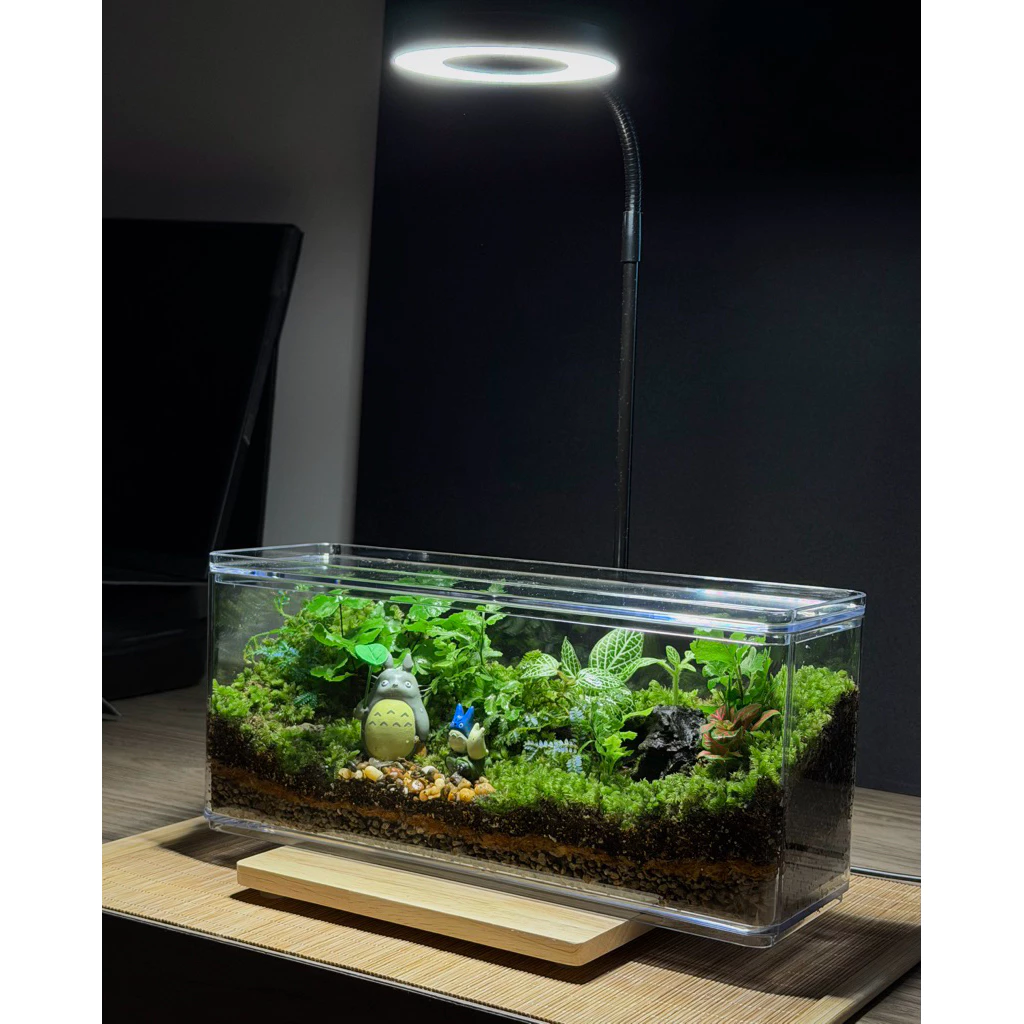 พร้อมส่ง สวนขวดมินิมอล ทรงกล่องอะคลิลิคใส Terrarium (ไม่รวมโคมไฟ) ของขวัญ ภาพที่ 3