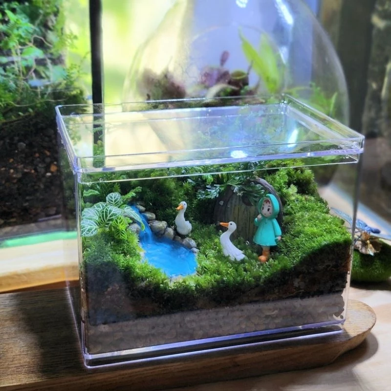 พร้อมส่ง สวนขวดมินิมอล ทรงกล่องอะคลิลิคใส Terrarium (ไม่รวมโคมไฟ) ของขวัญ ภาพที่ 5