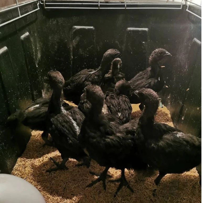 ไข่เชื้อไก่ดำ (สำหรับฟัก) สายพันธุ์แท้ แบบแพ็คละ 2ใบ  คัดเกรดไข่สดใหม่ อัตราการเชื้อสูง แพ็คกันกระแทกอย่างดี ภาพที่ 3