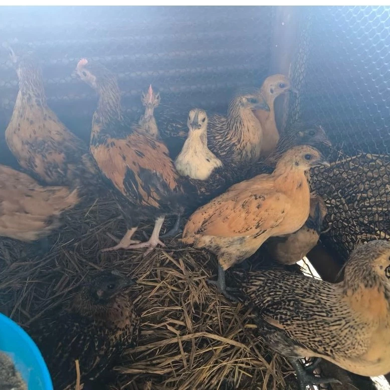 ไข่เชื้อไก่ดำ (สำหรับฟัก) สายพันธุ์แท้ แบบแพ็คละ 2ใบ  คัดเกรดไข่สดใหม่ อัตราการเชื้อสูง แพ็คกันกระแทกอย่างดี ภาพที่ 4