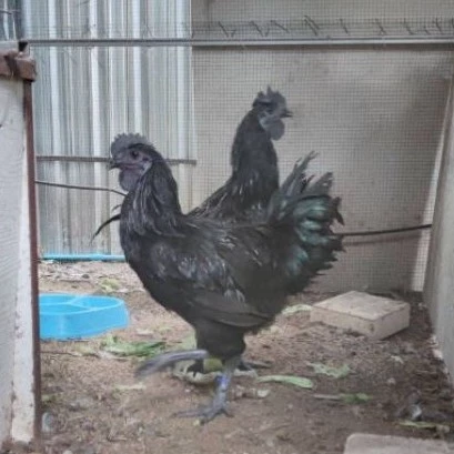 ไข่เชื้อไก่ดำ (สำหรับฟัก) สายพันธุ์แท้ แบบแพ็คละ 2ใบ  คัดเกรดไข่สดใหม่ อัตราการเชื้อสูง แพ็คกันกระแทกอย่างดี ภาพที่ 5