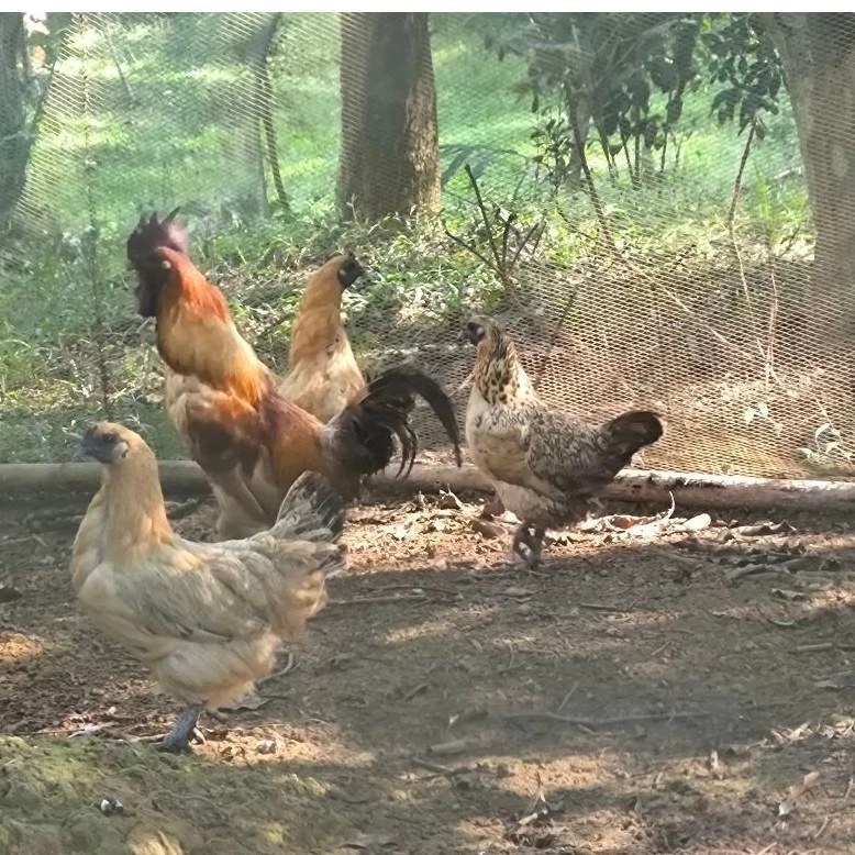 ไข่เชื้อไก่ดำ (สำหรับฟัก) สายพันธุ์แท้ แบบแพ็คละ 1ใบ คัดเกรดไข่สดใหม่ อัตราการเชื้อสูง แพ็คกันกระแทกอย่างดี ภาพที่ 4
