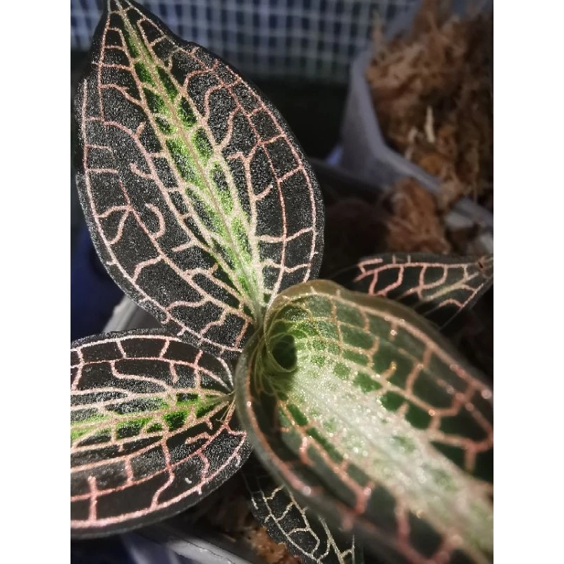jewel​orchid​ goodyera​pusilla เสือภูเขา​ กล้วยไม้ดิน​ ต้นไม้จัดตู้​ ต้นไม้จัดสวนขวด​ terrarium​ paludarium​ ไม้หายาก ภาพที่ 5