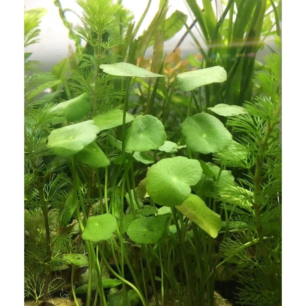 ต้นแว่นแก้ว กระถาง 8 นิ้ว ต้นใหญ่ สวนขวด terrarium สวนน้ำตก เฟิร์น บอสดิน ต้นไม้น้ำ บ่อปลา ตู้ปลา ออกซิเจน ปั๊มน้ำ บัว ภาพที่ 2