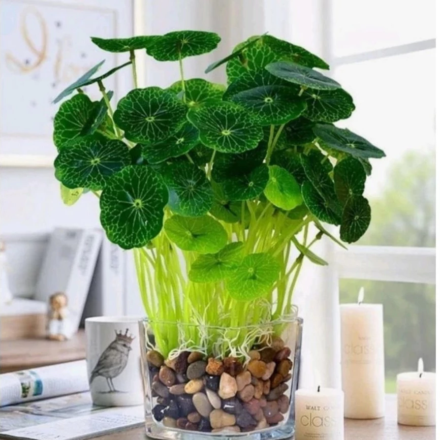 ต้นแว่นแก้ว กระถาง 8 นิ้ว ต้นใหญ่ สวนขวด terrarium สวนน้ำตก เฟิร์น บอสดิน ต้นไม้น้ำ บ่อปลา ตู้ปลา ออกซิเจน ปั๊มน้ำ บัว ภาพที่ 5