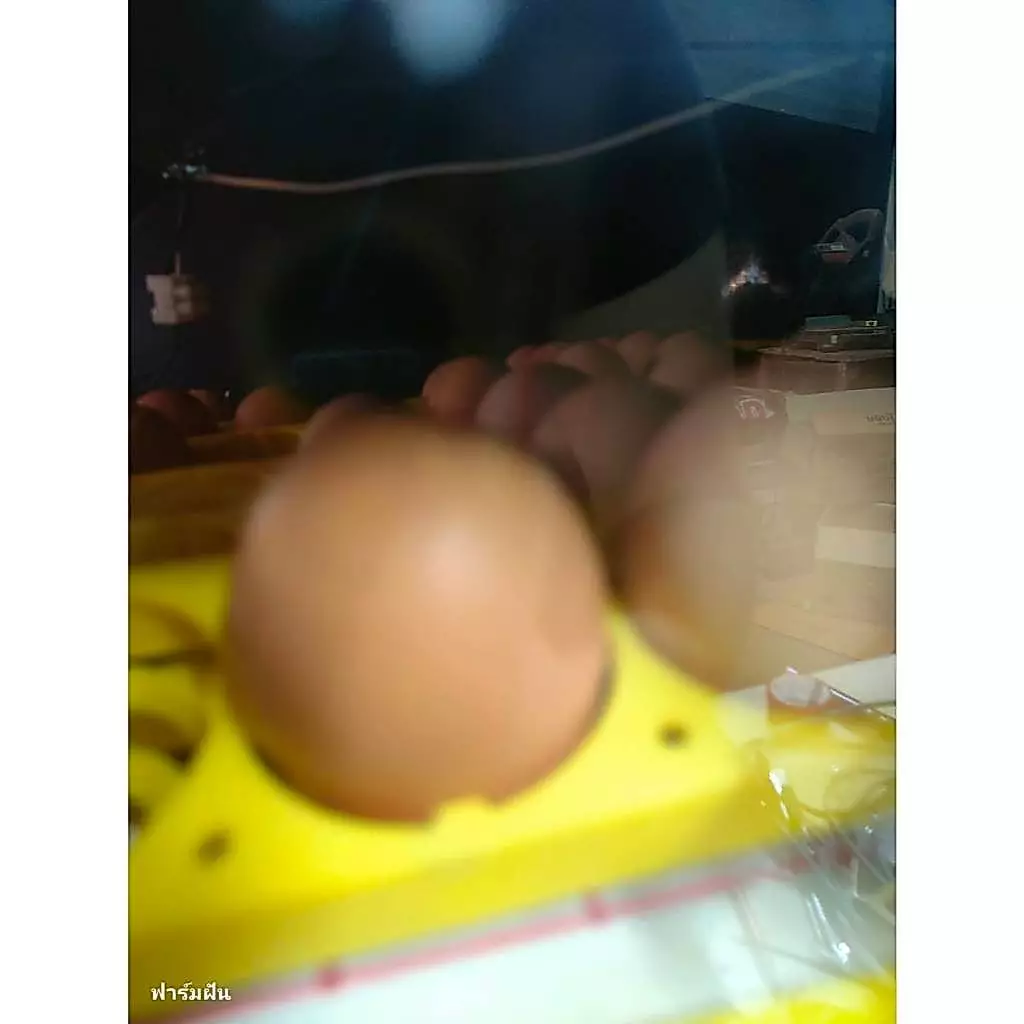 ไข่เชื้อ ไก่ไข่พันธุ์โร็ดไอแลนเรด 6 ฟอง+1 ต่อชุดรับประกันเชื้อ รับประกันแตก1ฟอง ภาพที่ 4