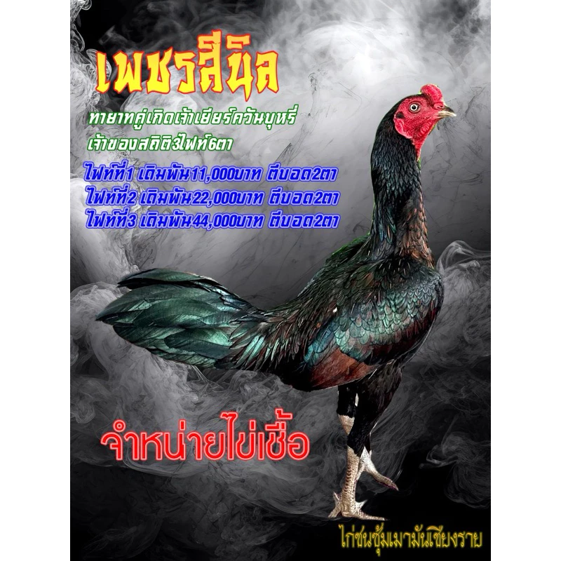ไข่ไก่ชน/ไข่ไก่ชนพม่าสายเยียร์/ไข่เชื้อไก่ชน ภาพที่ 2