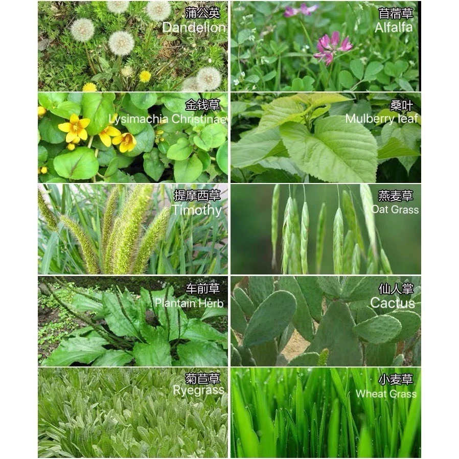 Grass Powder ผงหญ้ารวม​10 ชนิด​ สำหรับเต่าบก ช่วยย่อยอาหาร ลดการเกิดนิ่ว ใช้ผสมกับผัก และ อาหารเต่าบก ภาพที่ 2
