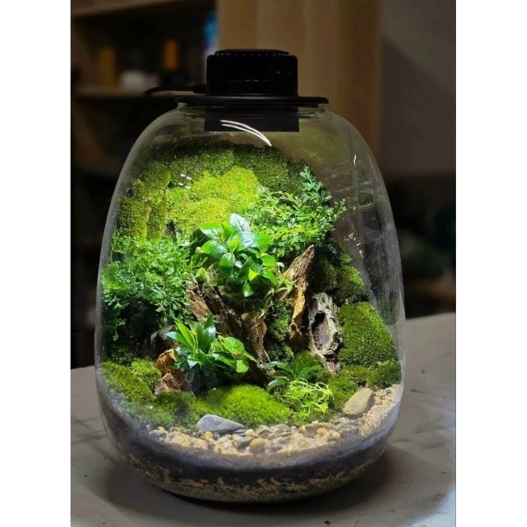 ต้นเฟิร์นใบผักชี สวนขวด ต้นไม้จัดสวน terrarium ต้นไม้คลุมดิน จัดสวนน้ำตก จัดบ้าน สวนแก้ว กระถาง เมล็ดพันธุ์ ดอกไม้กินได้ ภาพที่ 5