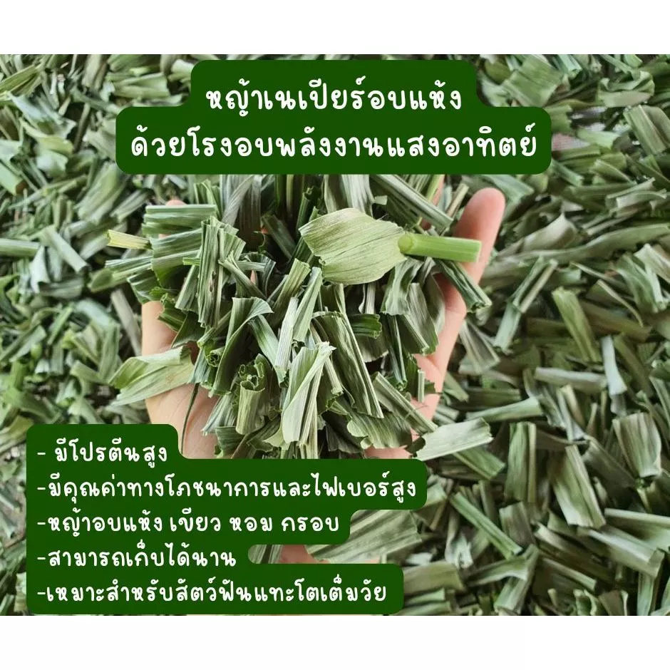 หญ้าเนเปียร์ สับ อบแห้ง ออแกร์นิค สำหรับกระต่าย เต่า หนูแกสบี้ (สั้น/ยาว)ใส่รางหญ้า ภาพที่ 2