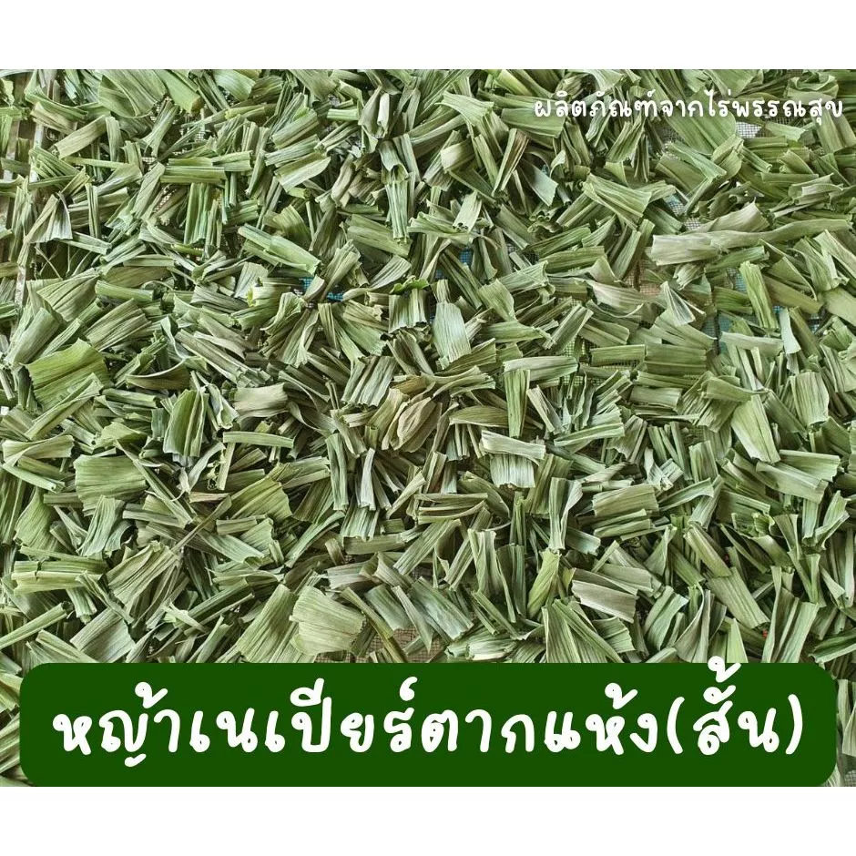 หญ้าเนเปียร์ สับ อบแห้ง ออแกร์นิค สำหรับกระต่าย เต่า หนูแกสบี้ (สั้น/ยาว)ใส่รางหญ้า ภาพที่ 4