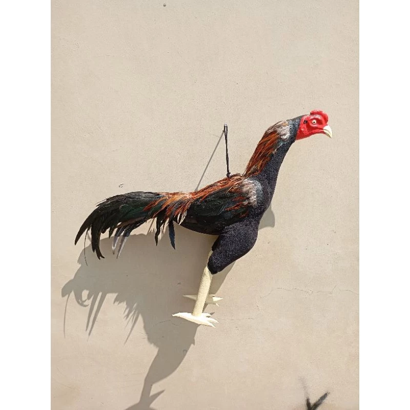 FULBODY ไก่ชน ตุ๊กตารถไฟไก่ชน เครื่องมือสําหรับฝึกซ้อมไก่ชน ภาพที่ 2