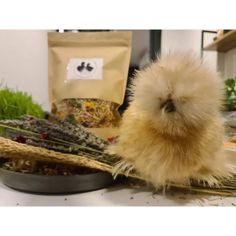 ไข่เชื้อไก่ซิลกี้สีบัฟ​ จากอเมริกา​ ไข่เชื้อสวยงามขนฟูๆ​ ของแท้ไม่จกตาฟูๆแน่นอน ภาพที่ 3