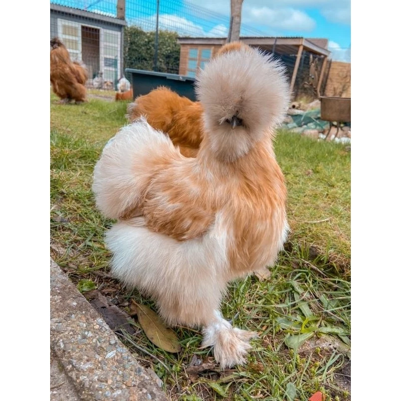 ไข่เชื้อไก่ซิลกี้สีบัฟ​ จากอเมริกา​ ไข่เชื้อสวยงามขนฟูๆ​ ของแท้ไม่จกตาฟูๆแน่นอน ภาพที่ 5