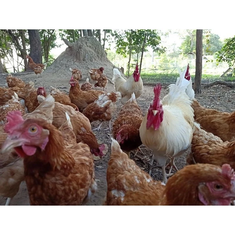 ไข่เชื้อไก่ไข่ไฮบริด 10 แถม 2 เชื้อดีฟักง่าย ภาพที่ 2