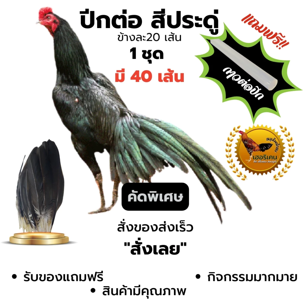 ฉาบปีกไก่ชน ปีกต่อไก่ชน ปีกไก่ชน ตัดต่อปีก 1 ชุดใชัไก่โตเต็มวัย มี 40เส้น คัดพิเศษ ไม่เปาะ แถม กาว ภาพที่ 2