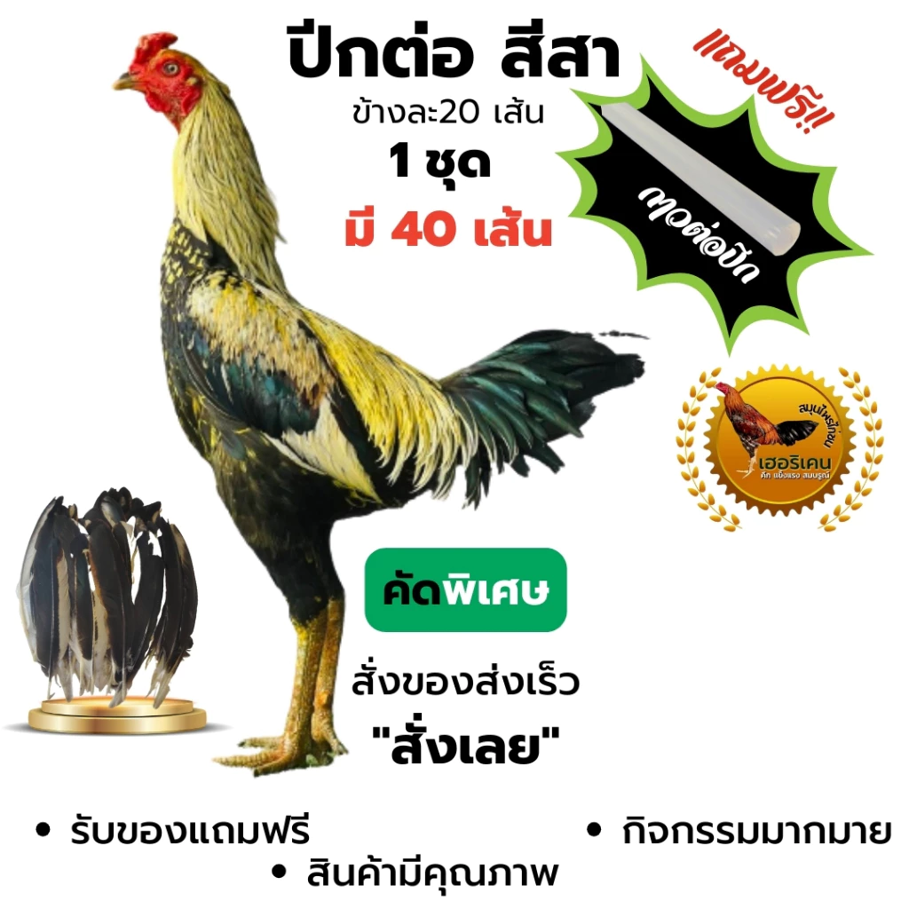 ฉาบปีกไก่ชน ปีกต่อไก่ชน ปีกไก่ชน ตัดต่อปีก 1 ชุดใชัไก่โตเต็มวัย มี 40เส้น คัดพิเศษ ไม่เปาะ แถม กาว ภาพที่ 3