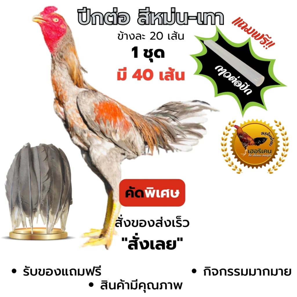 ฉาบปีกไก่ชน ปีกต่อไก่ชน ปีกไก่ชน ตัดต่อปีก 1 ชุดใชัไก่โตเต็มวัย มี 40เส้น คัดพิเศษ ไม่เปาะ แถม กาว ภาพที่ 4