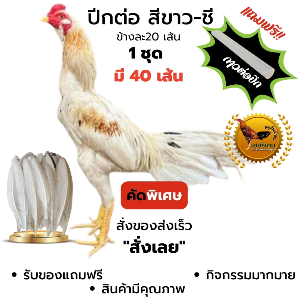 ฉาบปีกไก่ชน ปีกต่อไก่ชน ปีกไก่ชน ตัดต่อปีก 1 ชุดใชัไก่โตเต็มวัย มี 40เส้น คัดพิเศษ ไม่เปาะ แถม กาว ภาพที่ 5