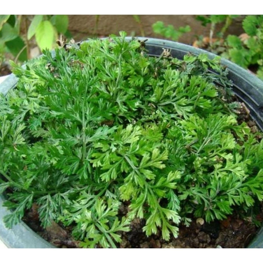 ต้นเฟิร์นใบผักชี สวนขวด จัดสวนน้ำตก ต้นไม้จัดสวนterrarium ต้นไม้คลุมดิน จัดบ้าน ดิน ปุ๋ย กระถาง เมล็ดพันธุ์ ดอกไม้กินได้ ภาพที่ 4