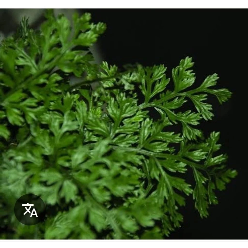 ต้นเฟิร์นใบผักชี สวนขวด จัดสวนน้ำตก ต้นไม้จัดสวนterrarium ต้นไม้คลุมดิน จัดบ้าน ดิน ปุ๋ย กระถาง เมล็ดพันธุ์ ดอกไม้กินได้ ภาพที่ 5