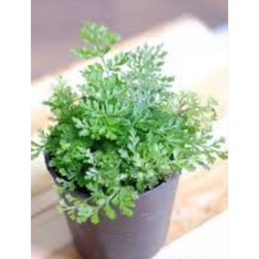 ต้นเฟิร์นใบผักชี สวนขวด ต้นไม้จัดสวนterrarium ต้นไม้คลุมดิน จัดสวนน้ำตก จัดบ้าน ดิน ปุ๋ย กระถาง เมล็ดพันธุ์ ดอกไม้กินได ภาพที่ 2