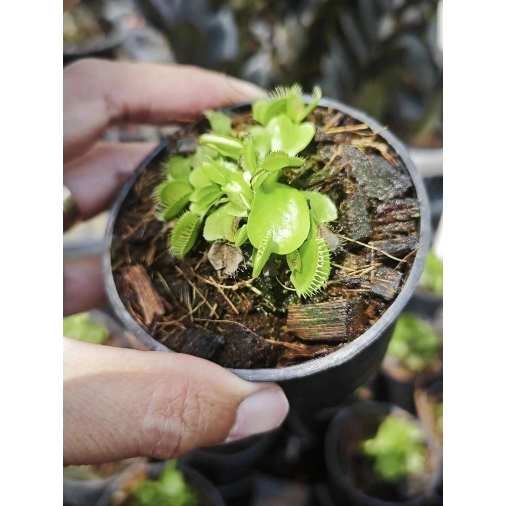 ต้นกาบหอยแครง ต้นไม้กินแมลง หม้อข้าวหม้อแกงลิง จัดสวนขวด Terrarium สวนถาด กล้วยไม้ เฟิร์น มอสดิน ต้นไม้น้ำ ตู้ปลา พืชน้ำ ภาพที่ 2