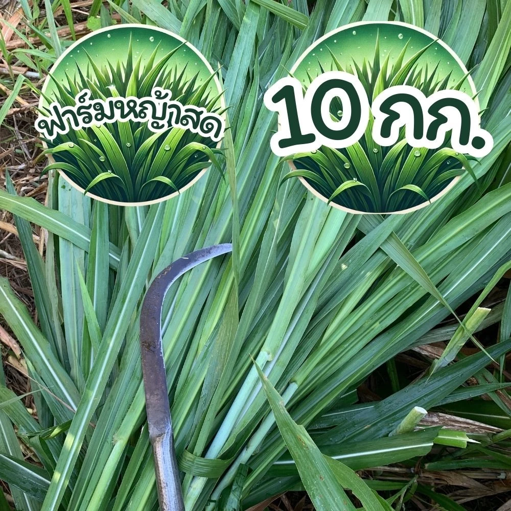 10 กก. หญ้าเนเปียร์ ตัดสดใหม่ทุกวัน ส่งไว ปลอดสารเคมี สำหรับเต่า กระต่าย (หญ้าเหลือง เคลมได้ทุกกรณี ทักแชทก่อนรีวิวครับ) ภาพที่ 2
