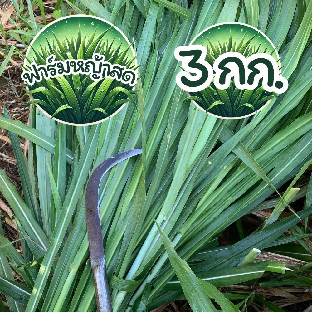 10 กก. หญ้าเนเปียร์ ตัดสดใหม่ทุกวัน ส่งไว ปลอดสารเคมี สำหรับเต่า กระต่าย (หญ้าเหลือง เคลมได้ทุกกรณี ทักแชทก่อนรีวิวครับ) ภาพที่ 4